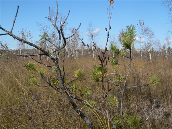 Судомойские болота на реке Онот.